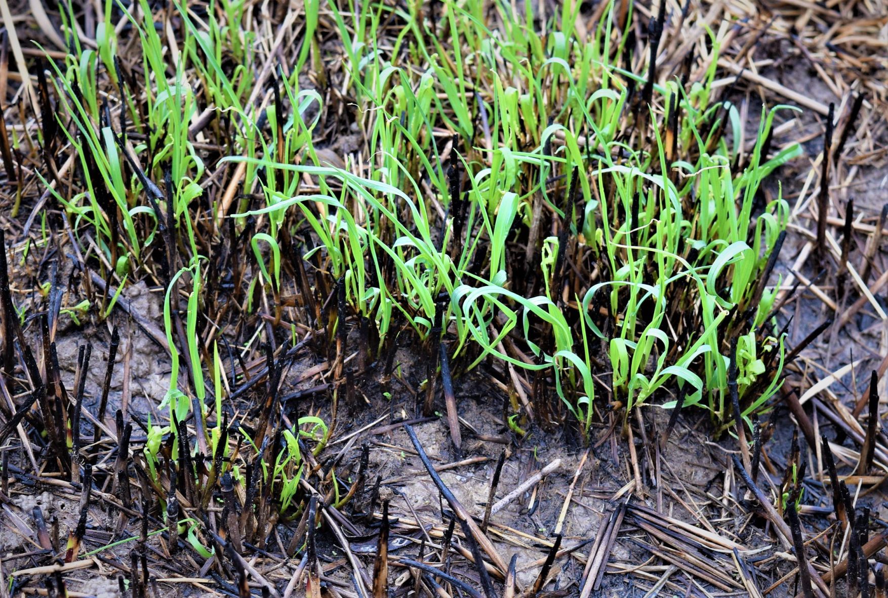 Burchfield: Return of the northern bobwhite quail